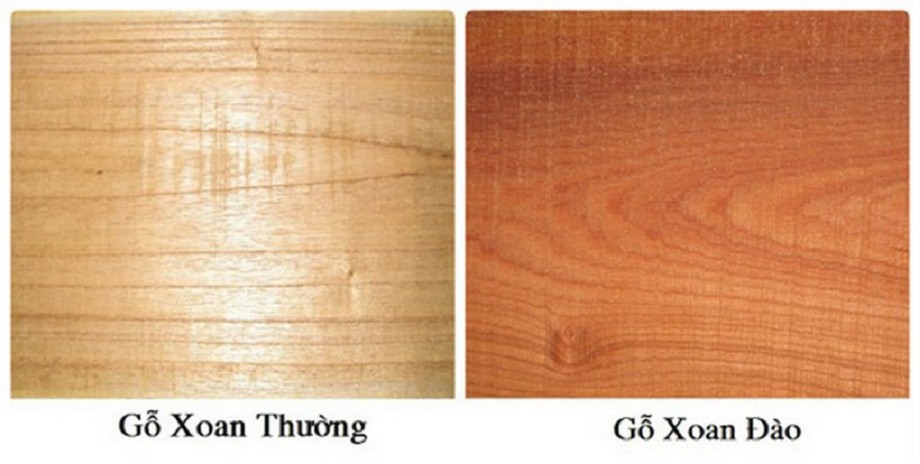 Đường nét của gỗ xoan đào mềm mại hơn